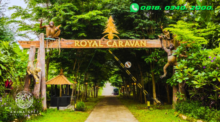 Caravan Program Roya royal caravan outbound trawas - Anima 4111